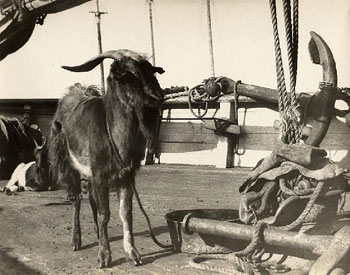 image of goat_onboard