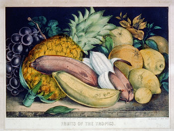 image of fruits