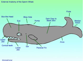 ** Not Found: /note/views/diagram_whale.jpg