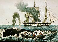 print of Attacking a Right Whale